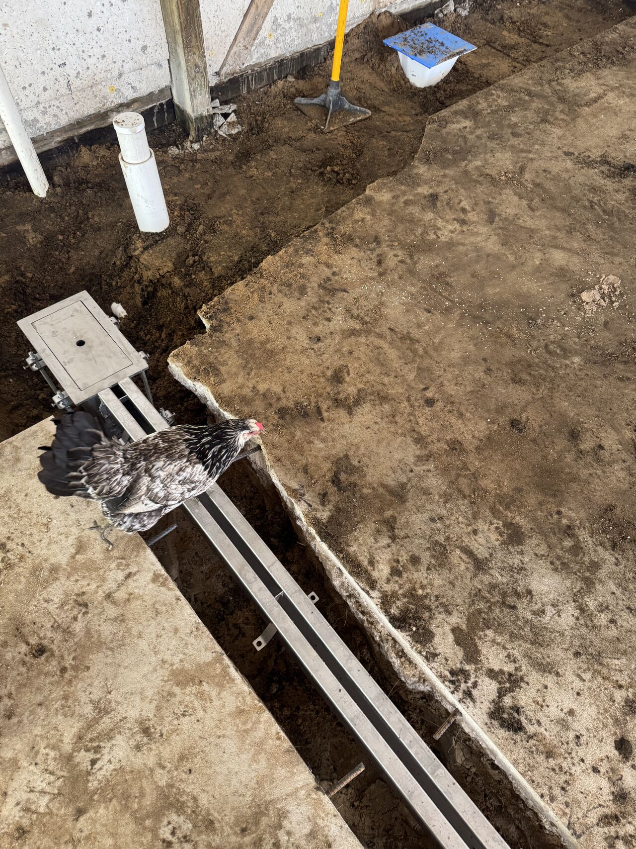 Chicken standing beside a Global Drain Technologies slot drain during a SaniCrete winery installation