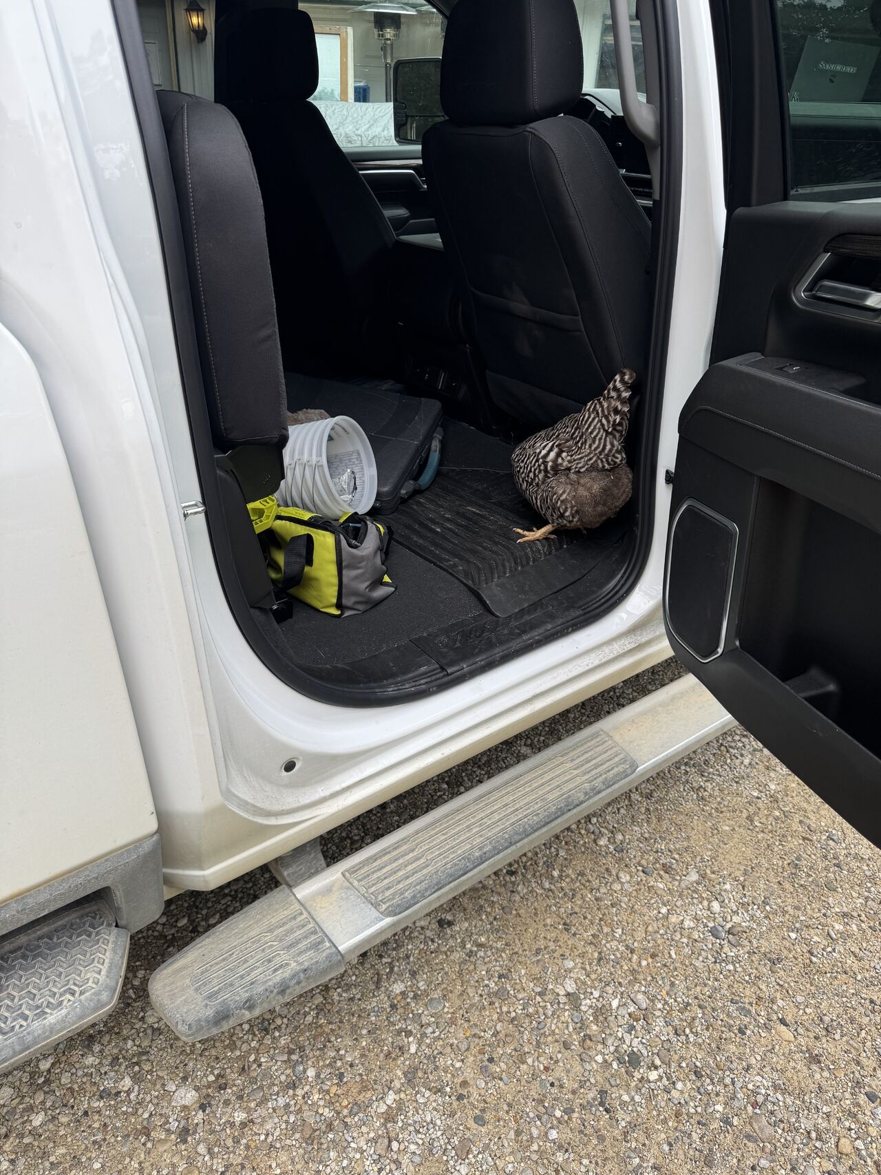Chicken standing inside Tyler Kwasny's truck during the winery slot drain site visit