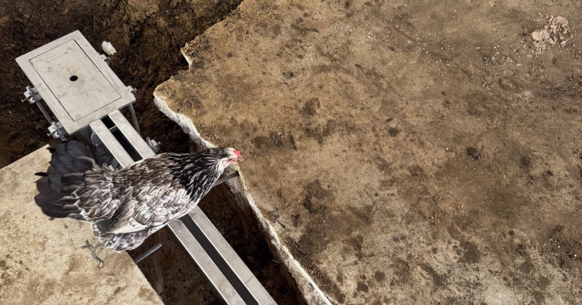 Chicken inspecting a winery slot drain installation by SaniCrete